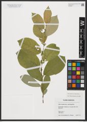 Foto von Salix hastata subsp. subintegrifolia (Flod.) Flod.